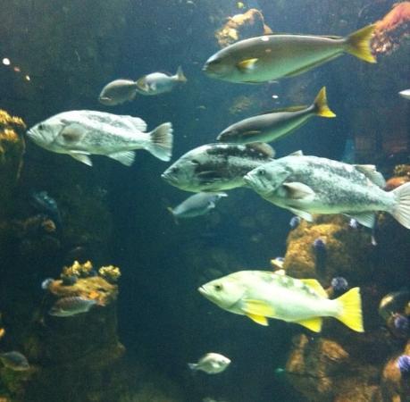 Académie des sciences de Californie